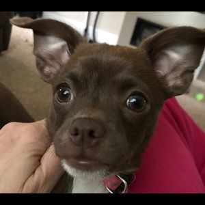 Meet your Posher, Vikkisu